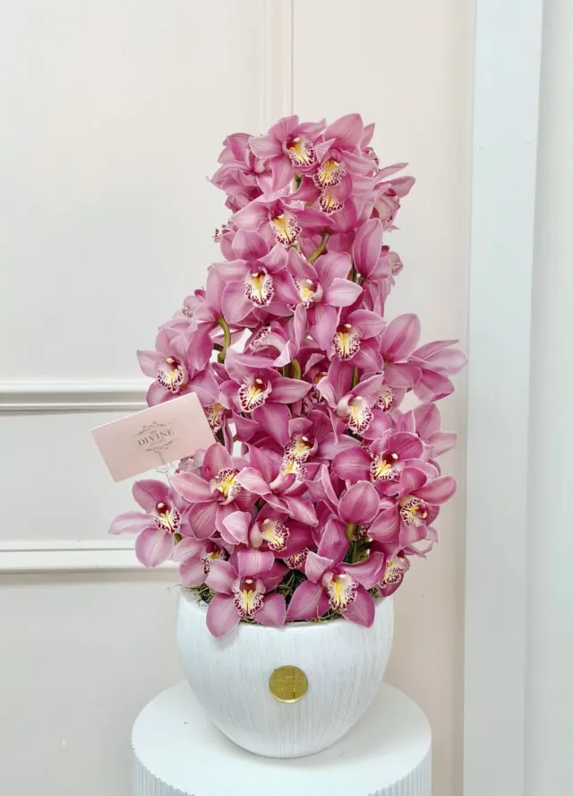 Dicha de Orquídea Cymbidium