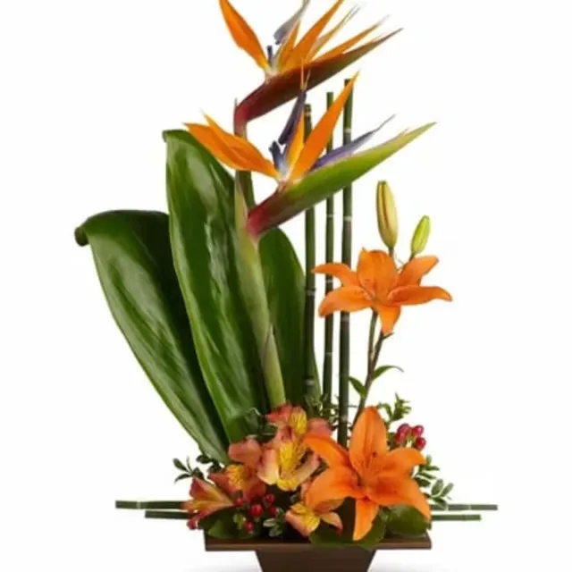 Exotic Grace