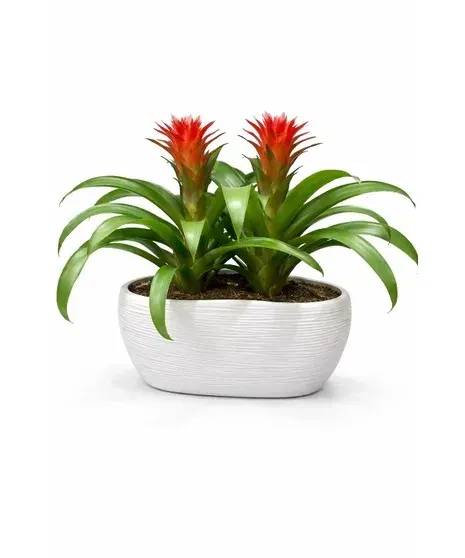Carrie Bromeliad Plant Double Bloom Medium