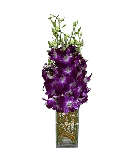 Dendrobium Orchids
