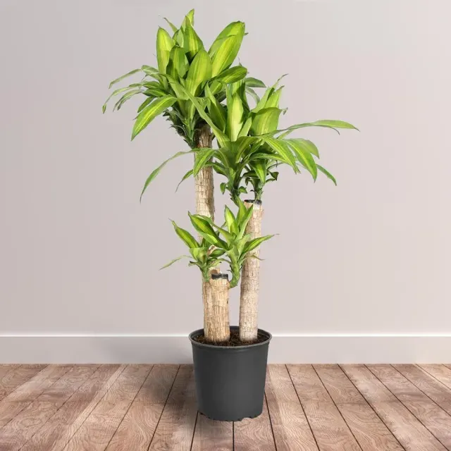 XL Size Corn Plan