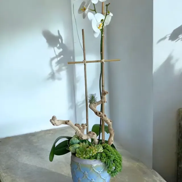 Single orchid