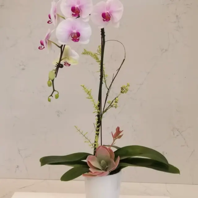 Single orchid