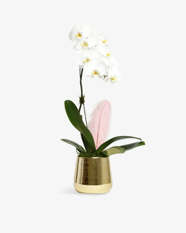 Orchid Plant