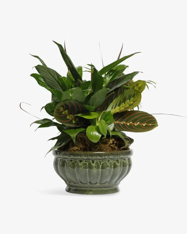 Plant Dish Garden
