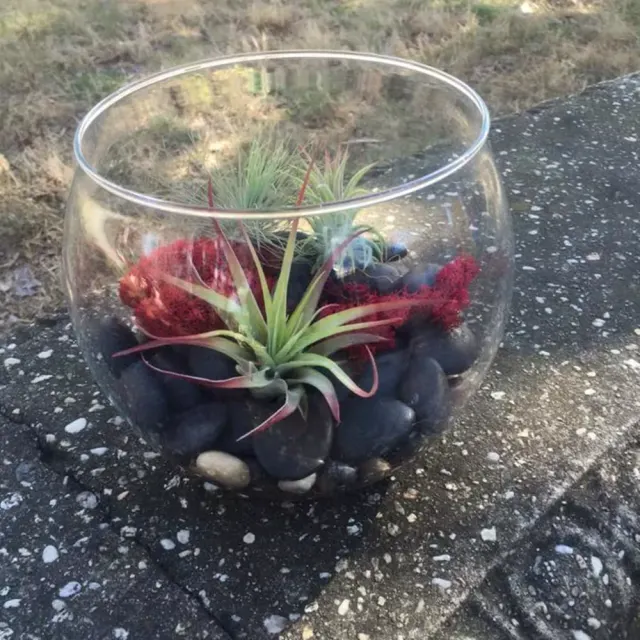 Easy-Care Air Plant Terrarium