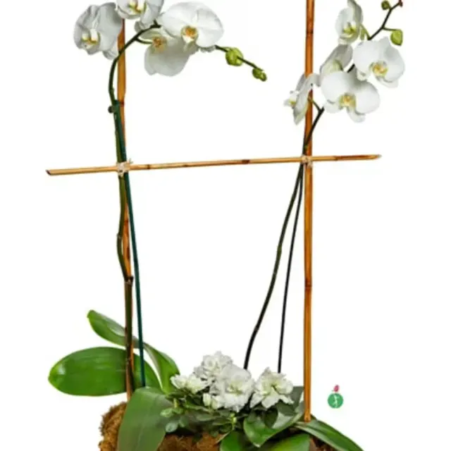 Two double White Orchid Plants