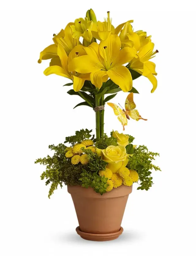 Yellow Fellow