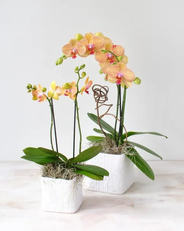 Kaleidoscope Orchid