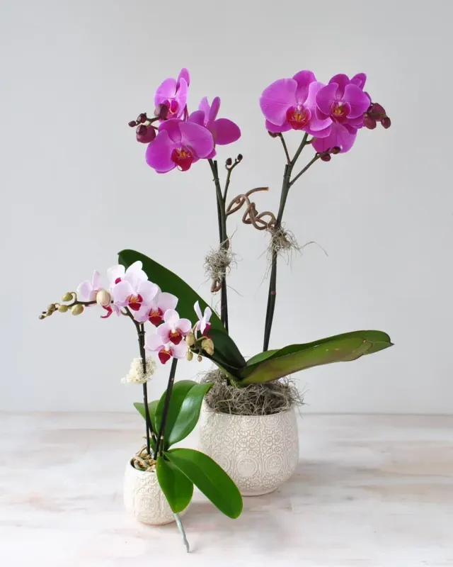 Lavender Orchid