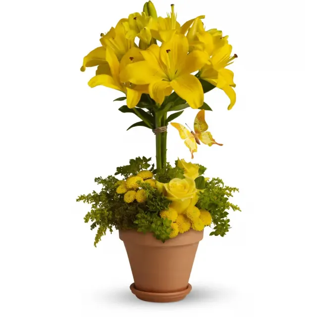 Yellow Fellow