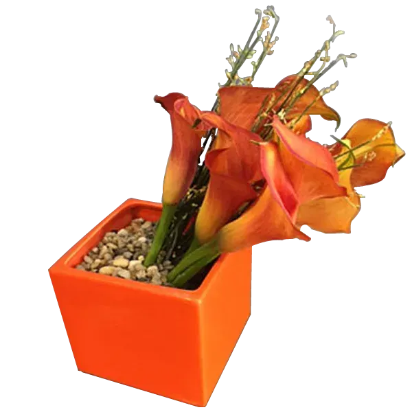 Callas In A Box