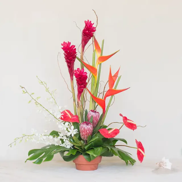 Exotic Collection