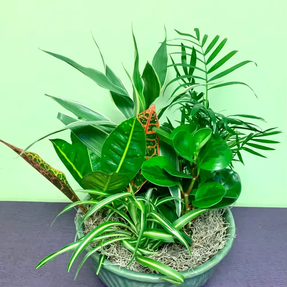 Ceramic Dish Garden