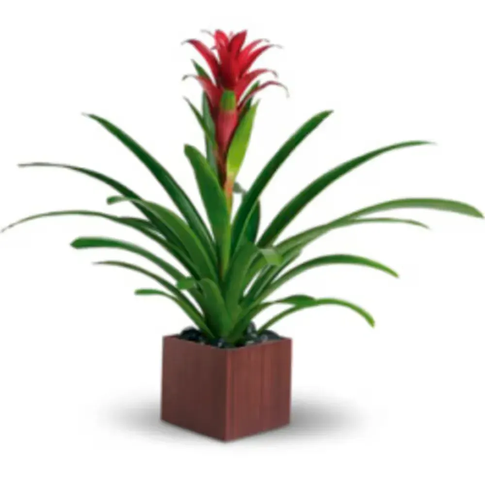Bromeliad (Local Delivery Only)