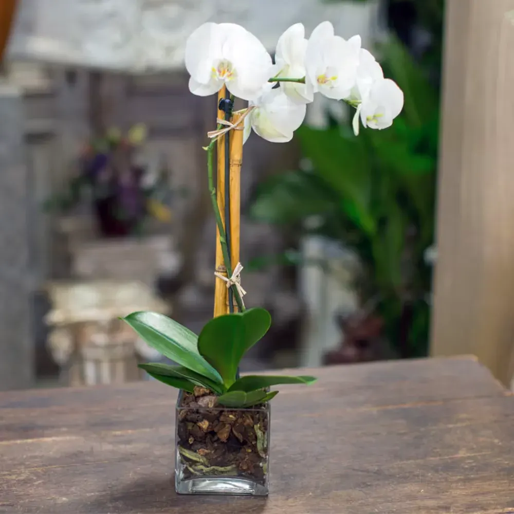 Phalaenopsis orchid plant