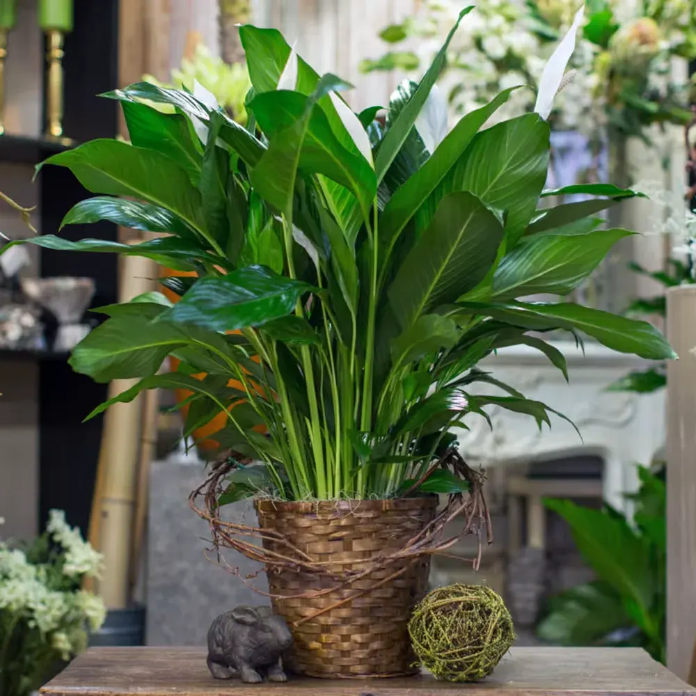 Spathiphyllum