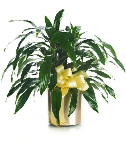 Dracaena Plant