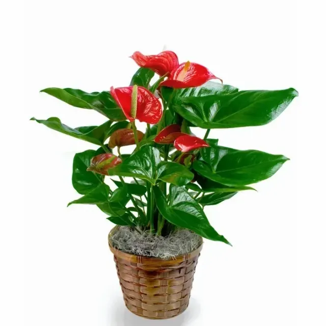 Red Anthurium Plant (Baskets vary)