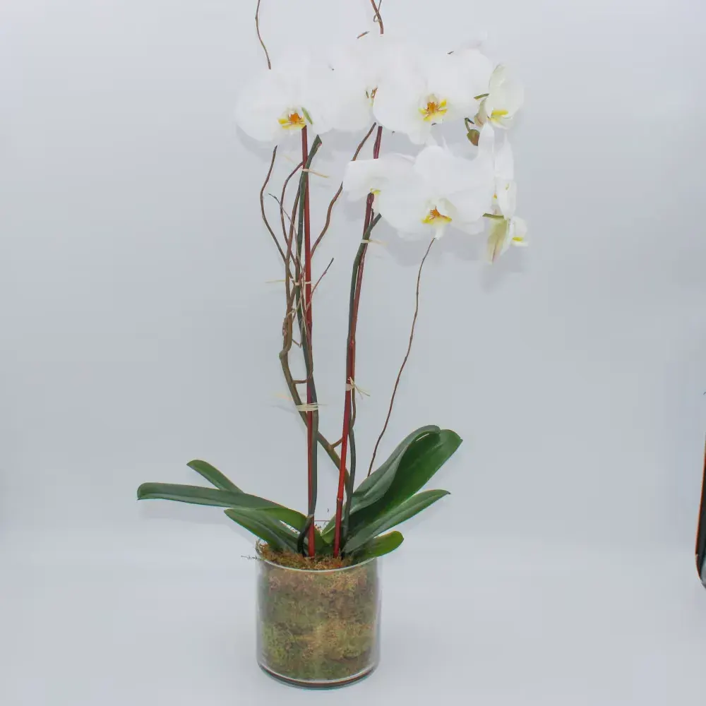 Phalaenopsis Orchid
