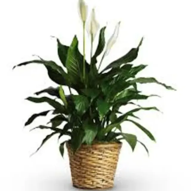 Modern Spathiphyllum Plant (Peace Plant)