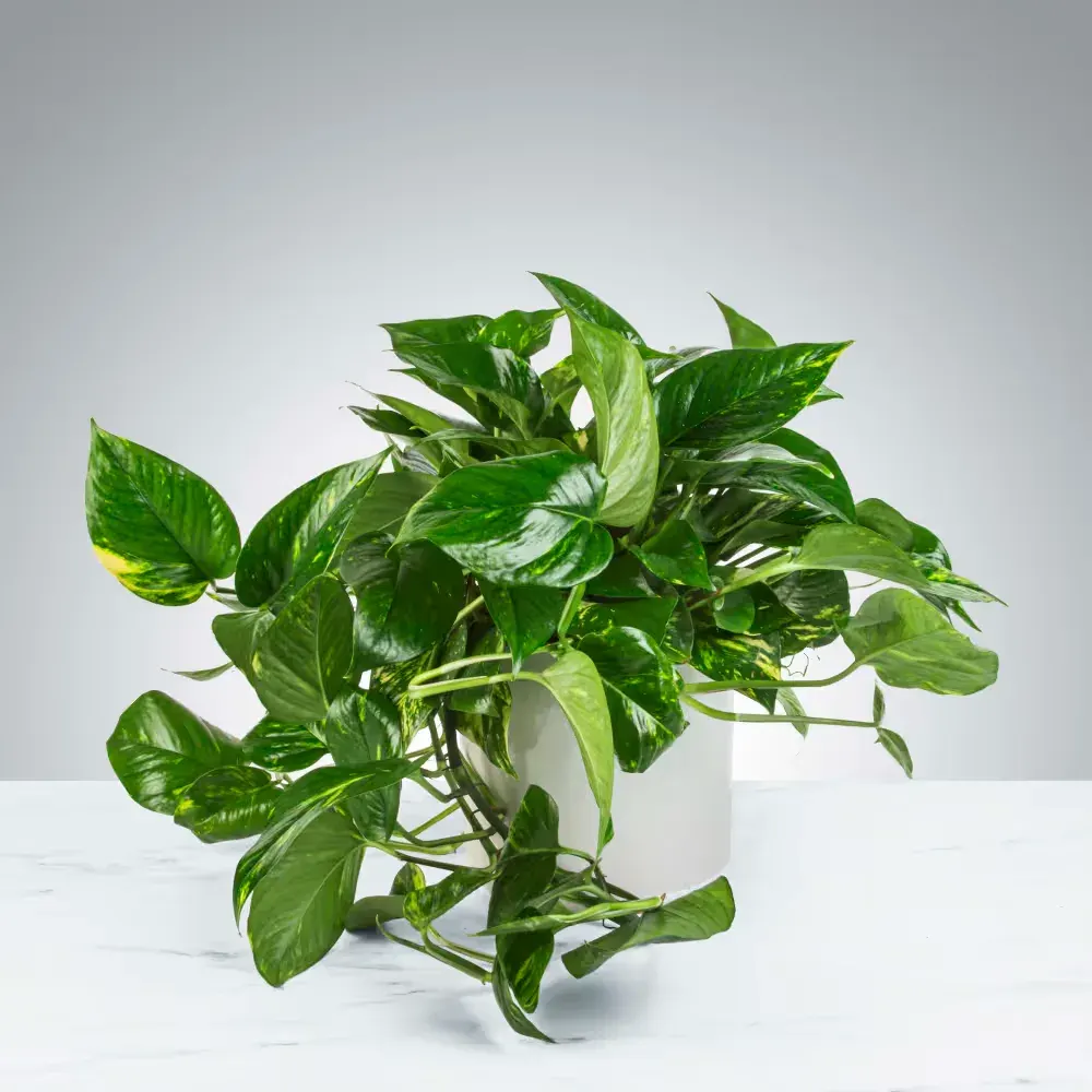 Pothos Plant