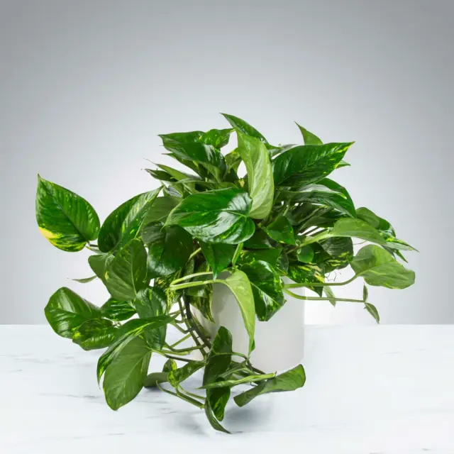 Pothos Plant