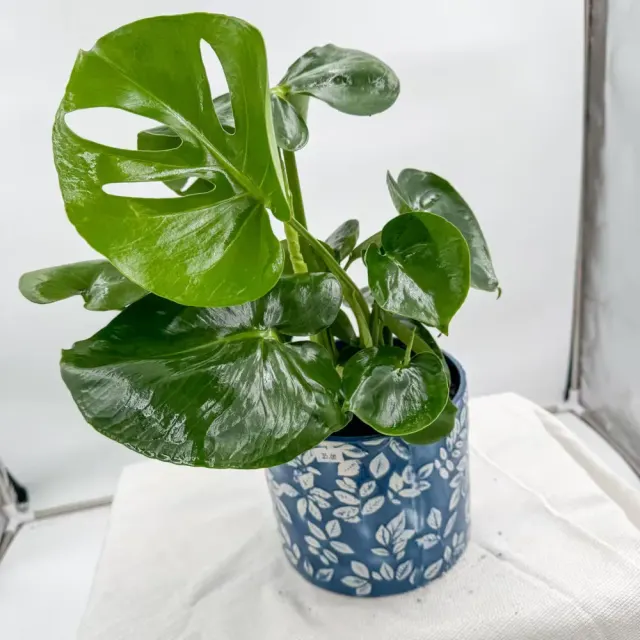 Monstera Deliciosa
