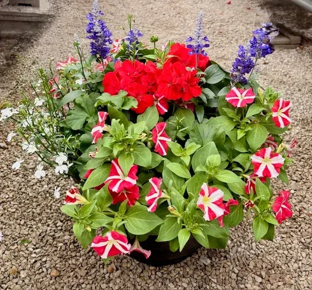 Mixed Patio Pots