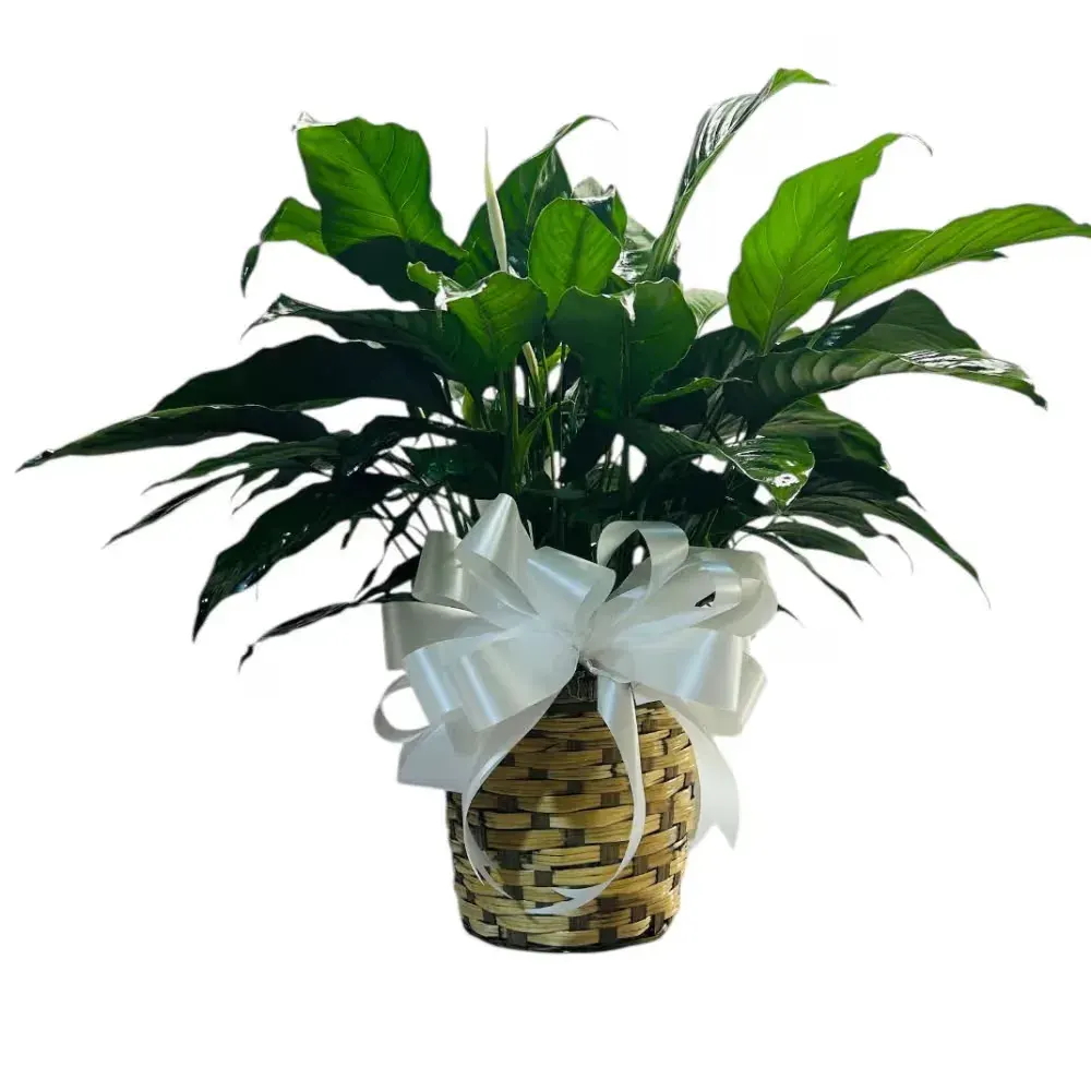 Peace Lily