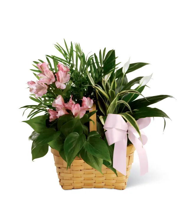 The FTD Living Spirit Dishgarden