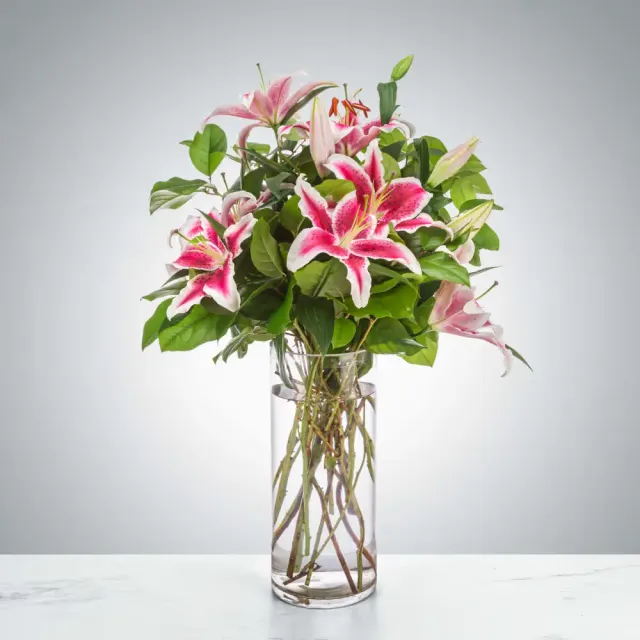 Stargazer Spectacular