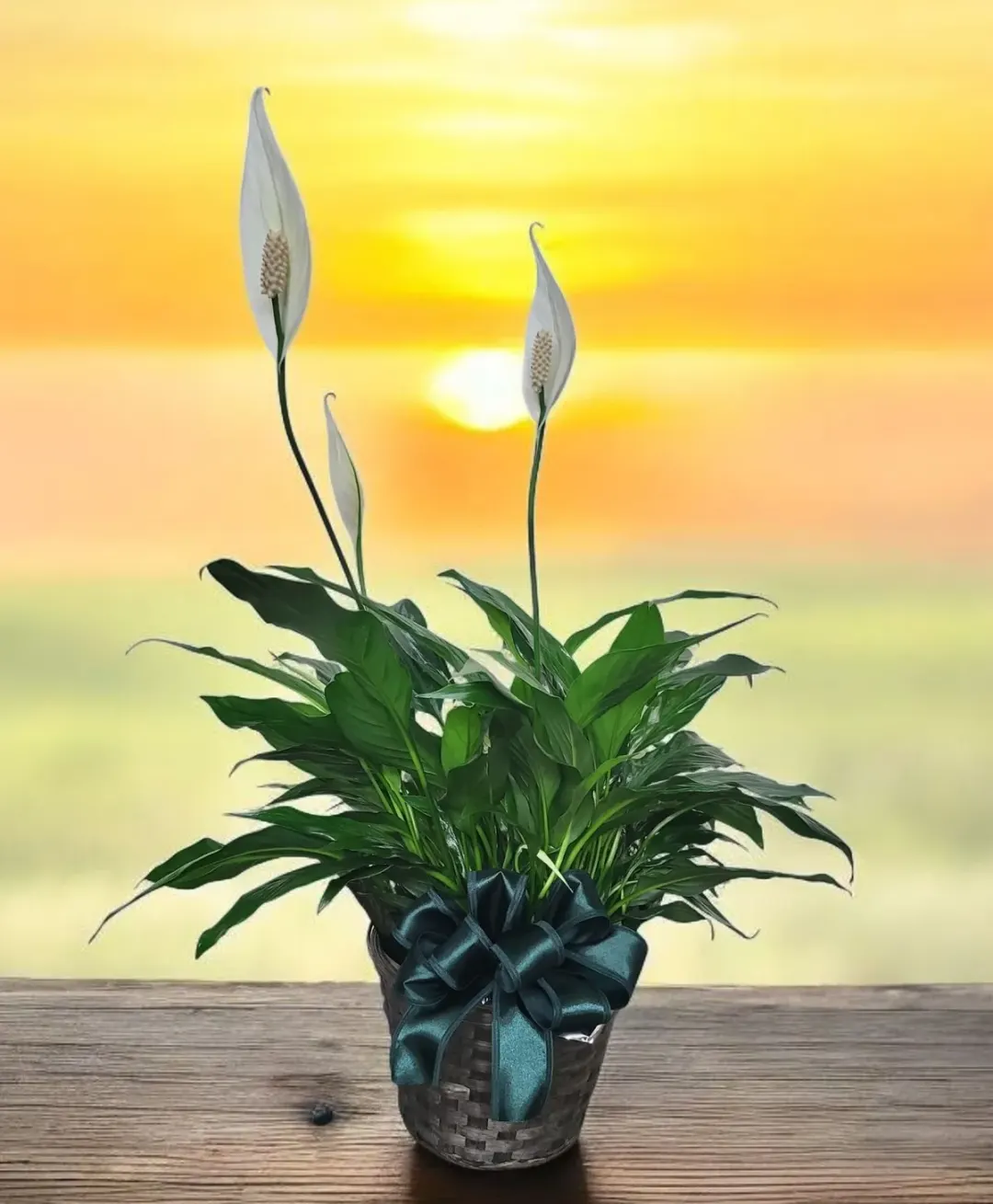 Peace Lily Plant in Basket Fhf-P211