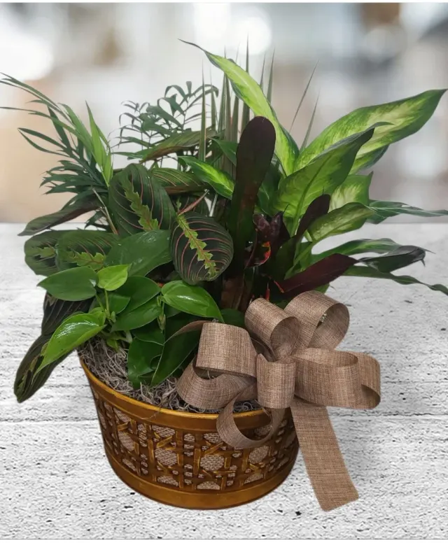 Green Glory Dish Garden Fhf-D01