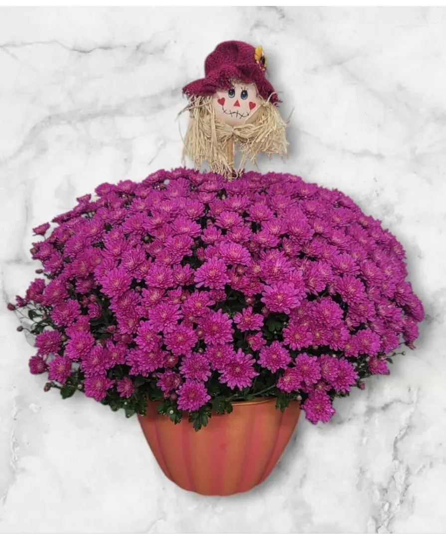 Festive Fall Mum Plant Fhf-Fm62