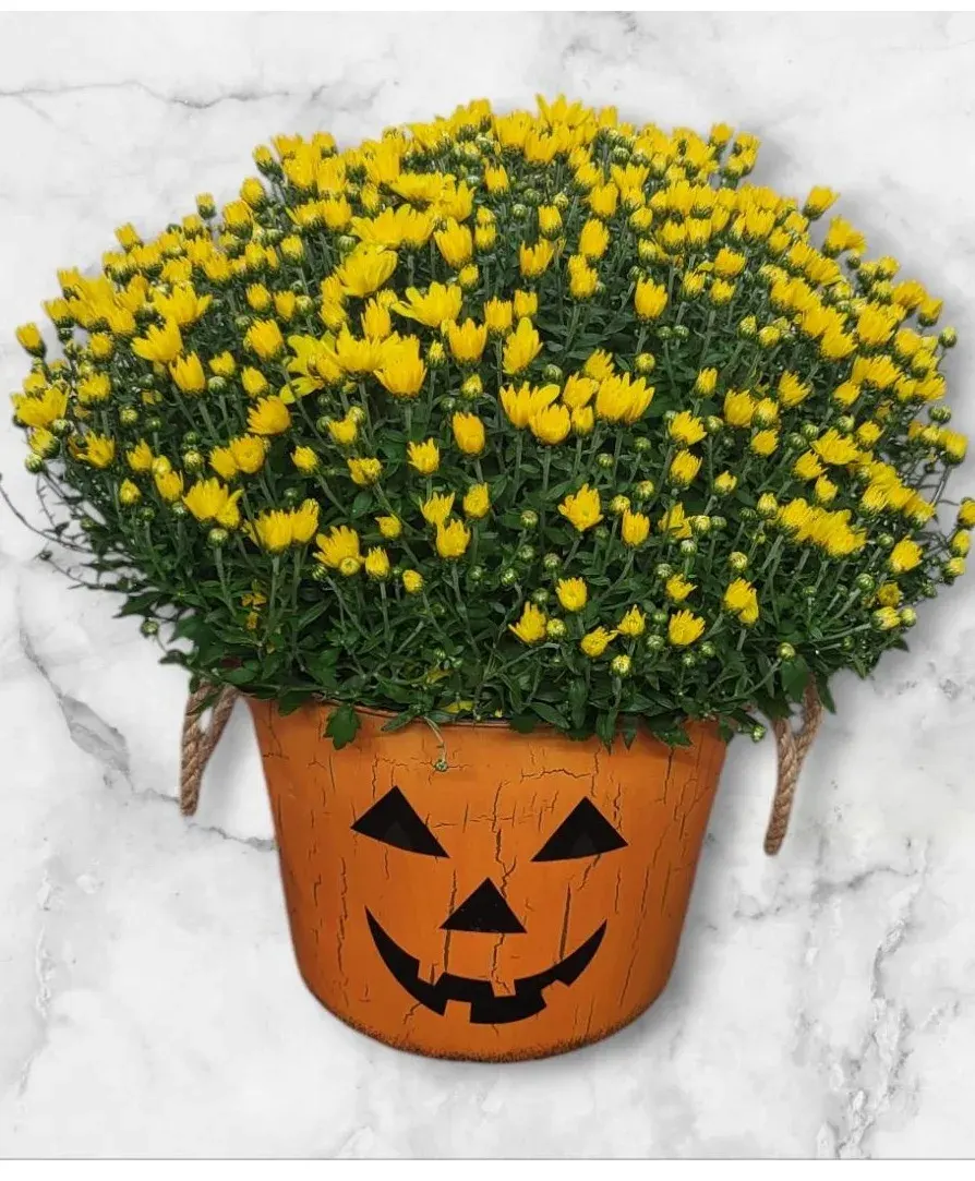 Spooktacular Mum Plant Fhf-Mj