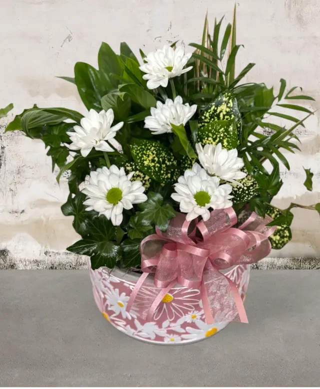 Daisy Galore Dishgarden Fhf-Dg8612