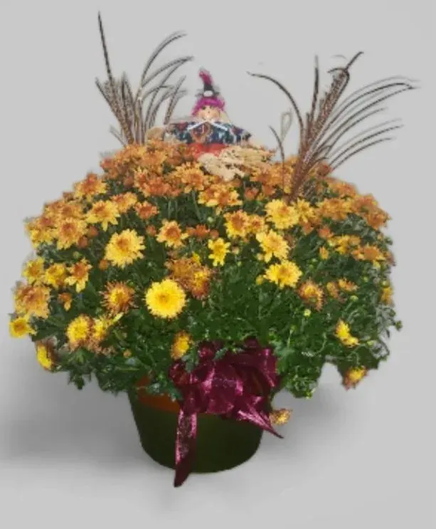Autumn Mum Plant F-P23