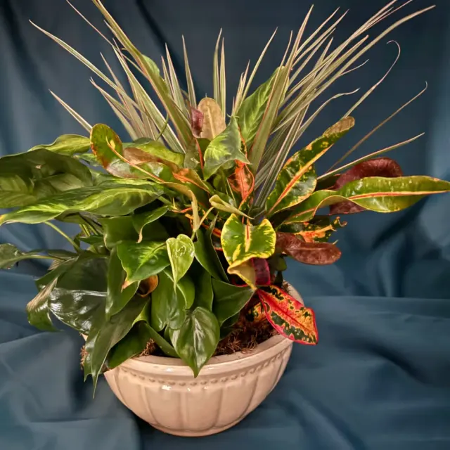 Dish Garden