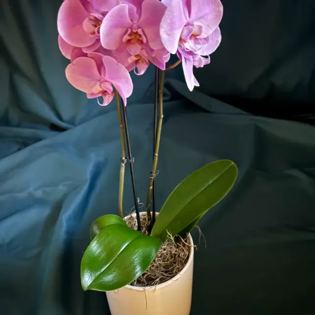 Orchid