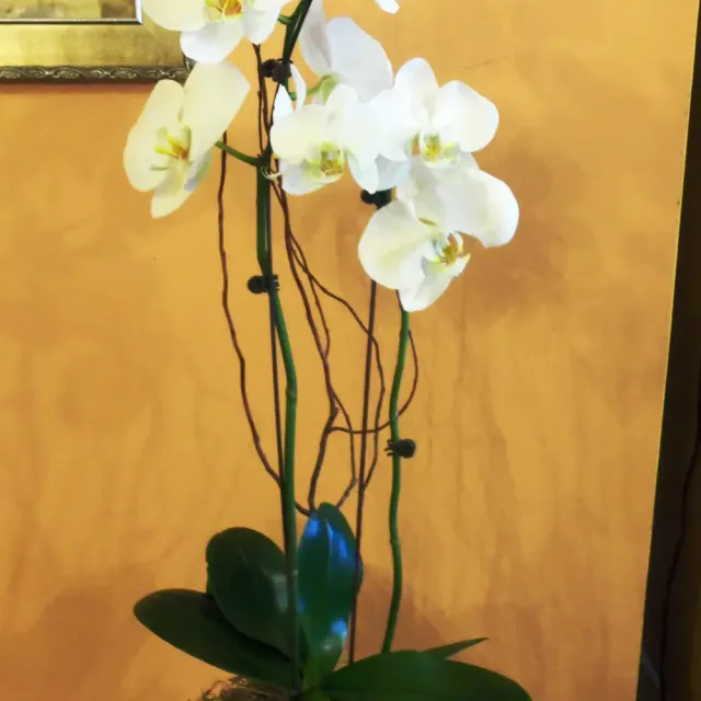 Double Phalaenopsis Orchid