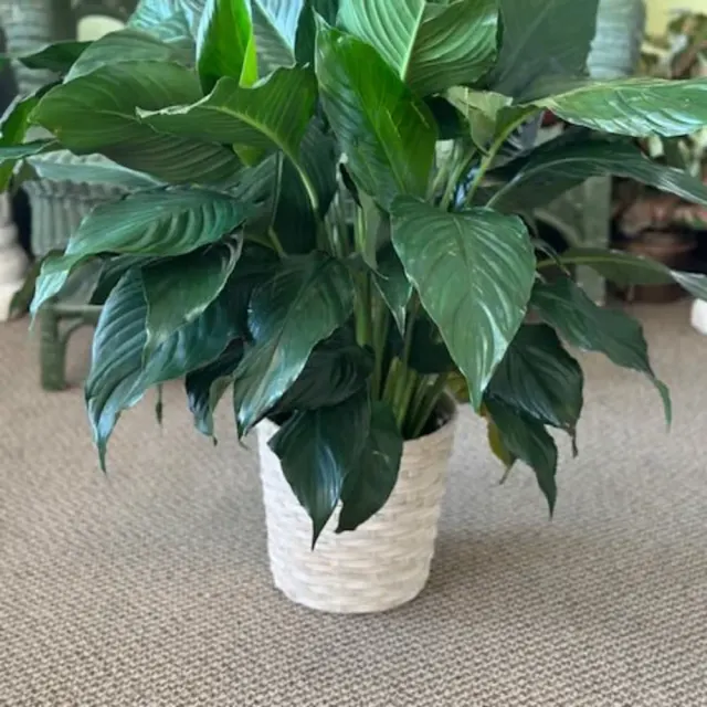 Spathiphyllum