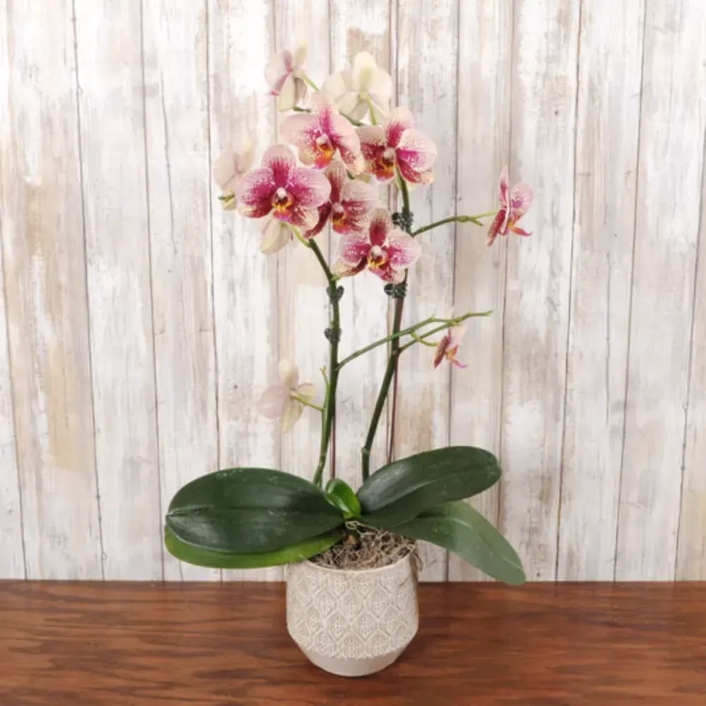 Assorted Colored Orchid
