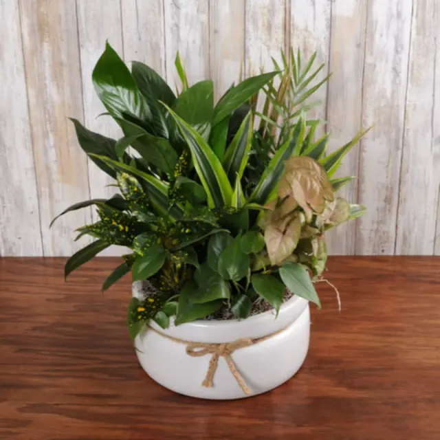 Dishgarden Ceramic Medium