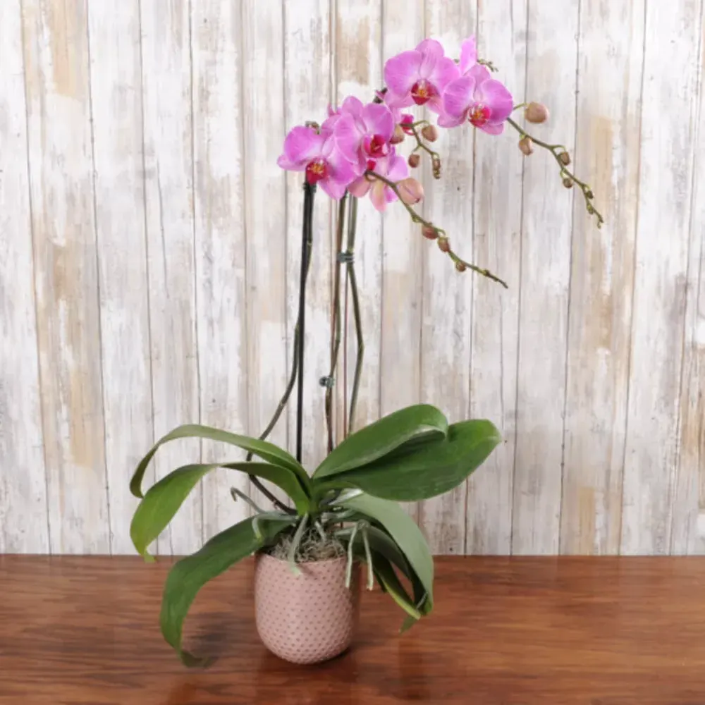 Pink Phalaenopsis Orchid