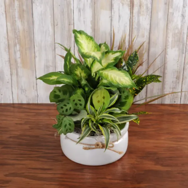 Dishgarden White Ceramic