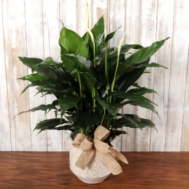 Peace Lily in Cream