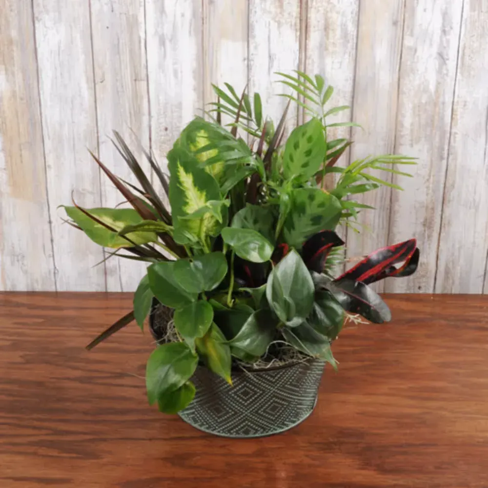 Dishgarden in Tin Small