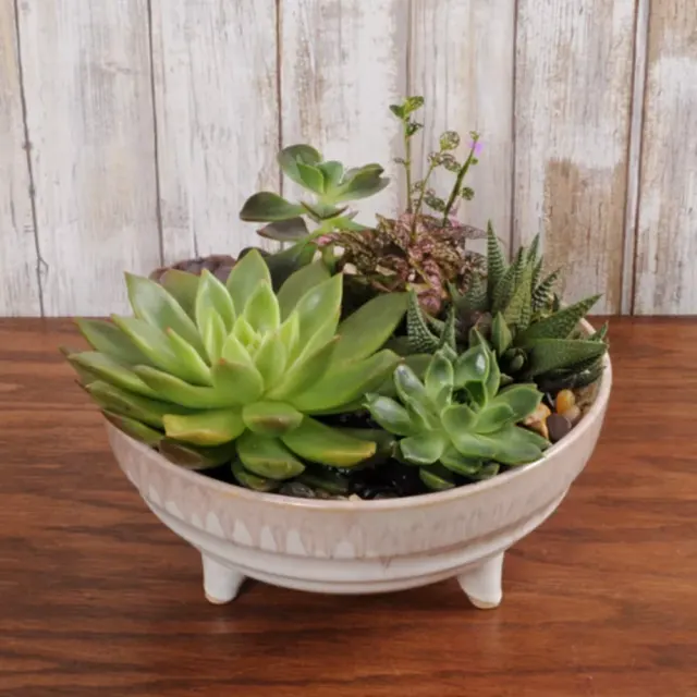 Ceramic Succulant Garden