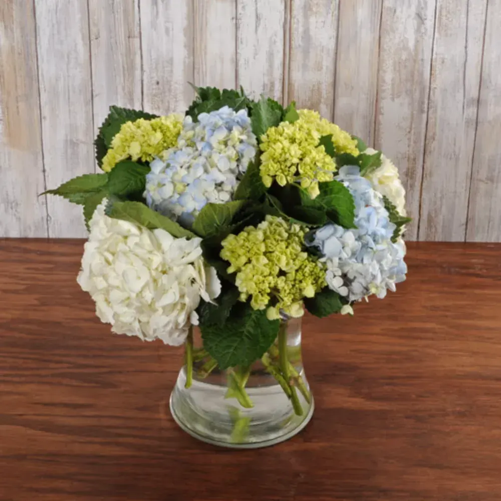 Hydrangea Harmony